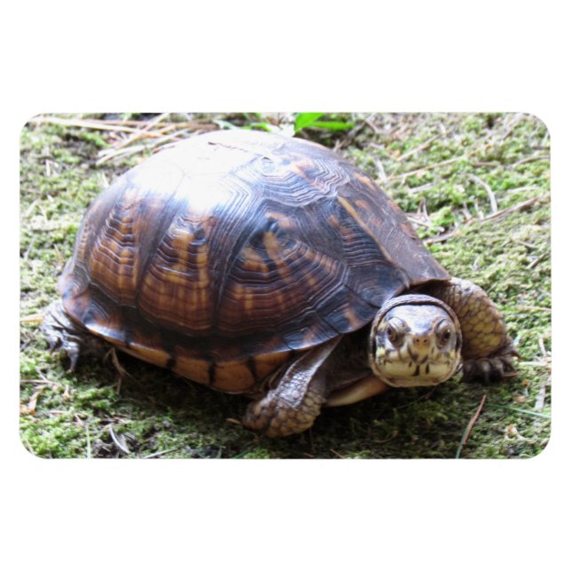 Turtle - Mossy Path Magnet (Horizontal)