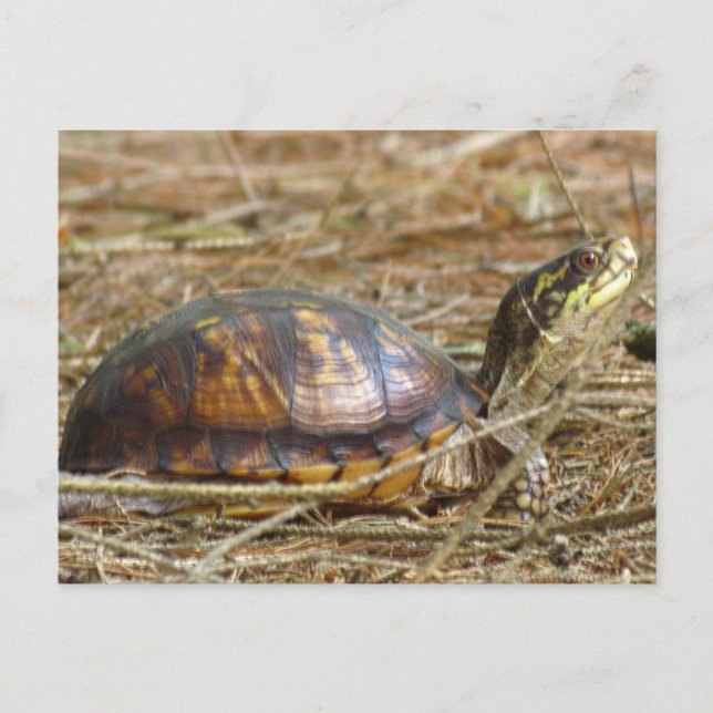 Turtle - Neck Out Postcard (Front)