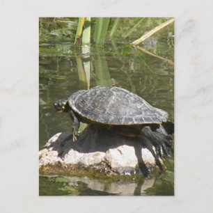 Turtle on a Rock Postcard