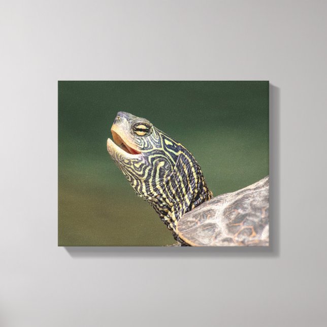 Turtle on LaChute River Canvas Print (Front)