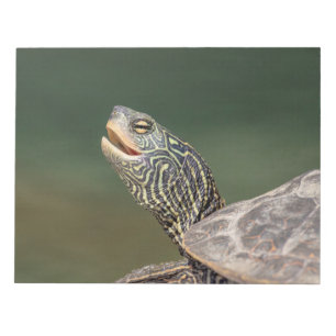 Turtle on LaChute River Notepad