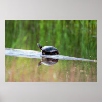 Turtle on Log