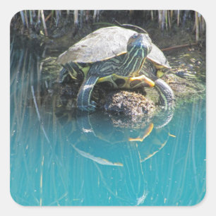 Turtle on Rock Water Reflection Nature Photography Square Sticker