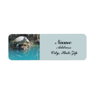 Turtle on Rock Water Reflection Photo Nature