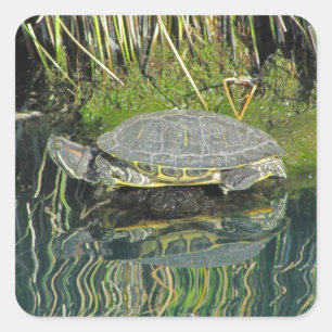 Turtle on Rock Water Reflection Photo Wildlife Square Sticker