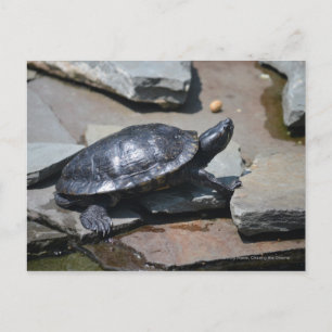 turtle on the rocks postcard