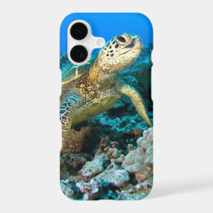 Turtle Pair