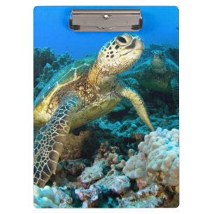 Turtle Pair Clipboard