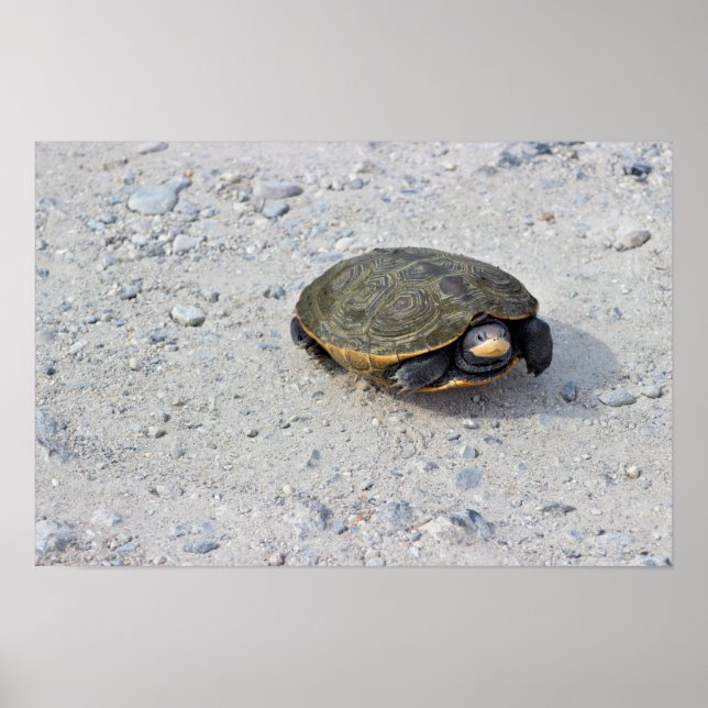 Turtle Photo Poster (Front)