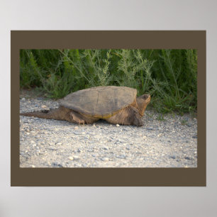 Turtle Photo Poster
