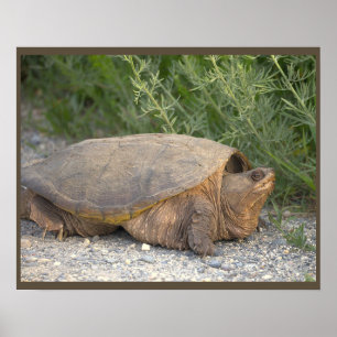 Turtle Photo Poster