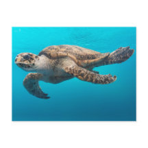 Turtle Photograph Blue Ocean Postcard