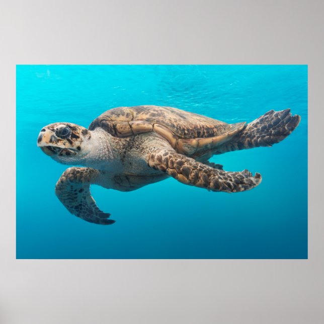 Turtle Photograph Blue Ocean Poster (Front)