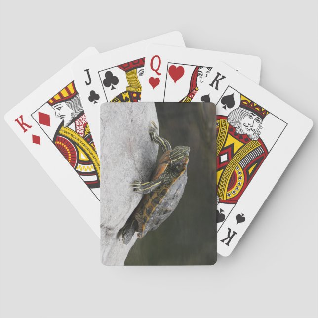 Turtle Playing Cards (Back)