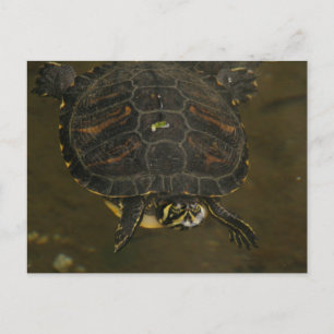 Turtle Pond Postcard