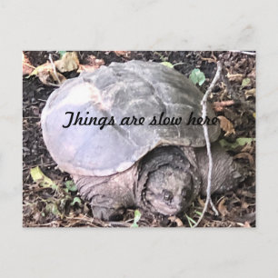 Turtle Postcard