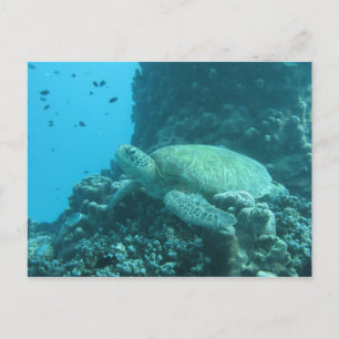 Turtle Postcard