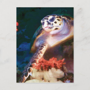 Turtle Postcard