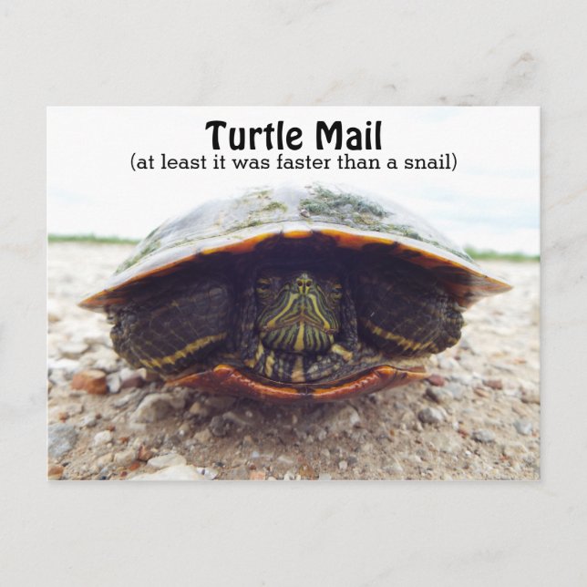 Turtle postcard (Front)