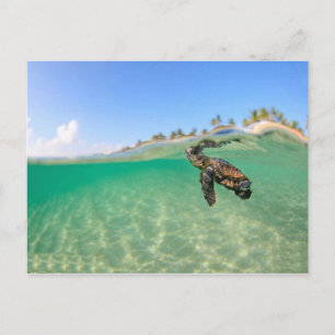Turtle Postcard