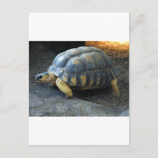 turtle postcard