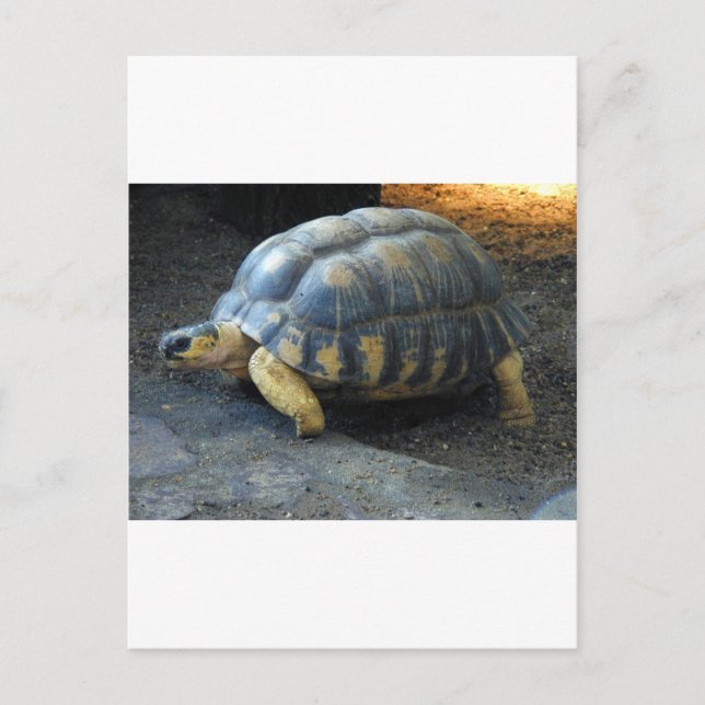 turtle postcard (Front)