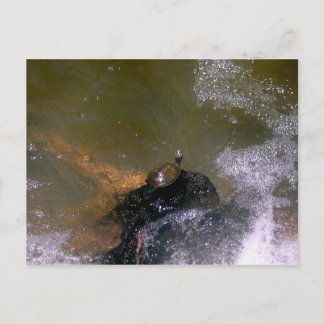 Turtle Postcard