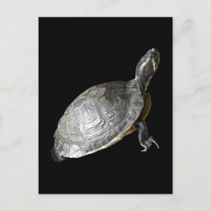Turtle Postcard