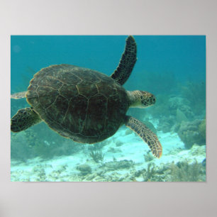 turtle poster