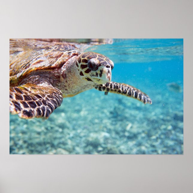 Turtle Poster (Front)
