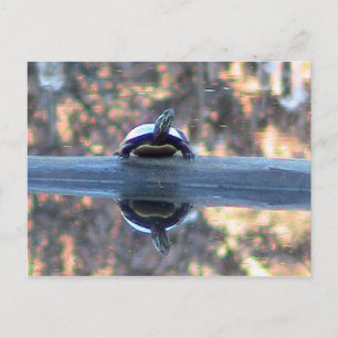 Turtle Reflected in Pond Postcard