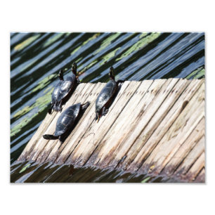 Turtle Rest Photo Print