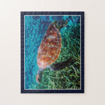 Turtle Sea Creature Ocean Wildlife