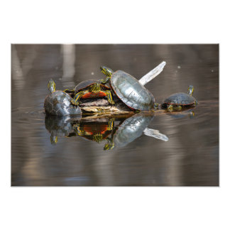 Turtle Shoving Photo Print