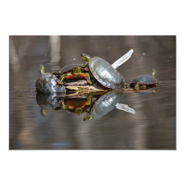 Turtle Shoving Photo Print (Front)