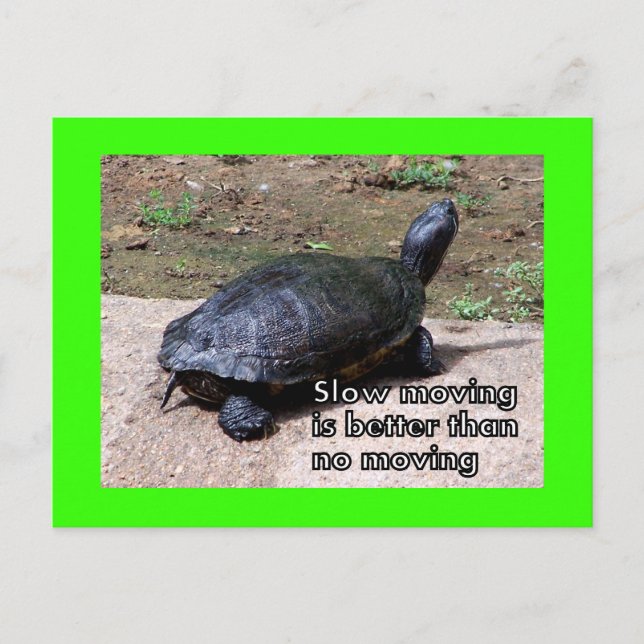 turtle slow Postcard (Front)