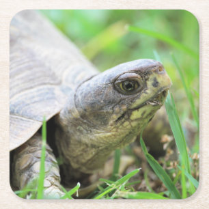 Turtle Square Paper Coaster