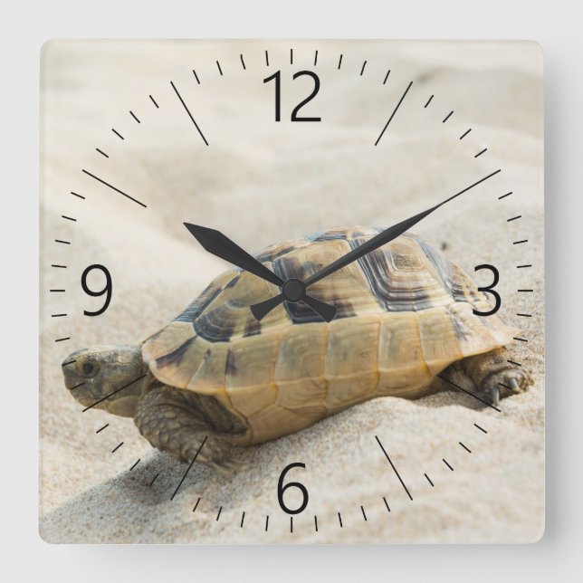 Turtle Square Wall Clock (Front)