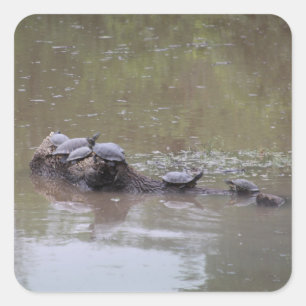 Turtle Stickers