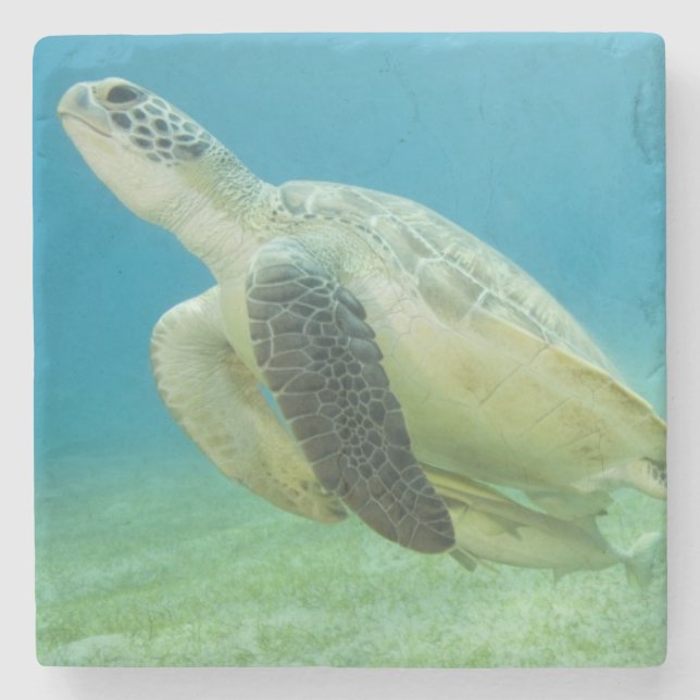 Turtle Stone Coaster (Front)