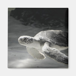 Turtle Tank Magnet
