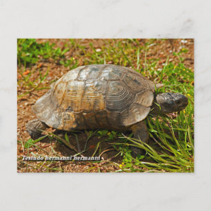 Turtle. Testudo Hermanni Hermanni, Greece. Postcard