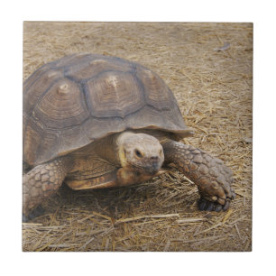 Turtle Tortoise Shell Turtles Wildlife Photo Wild Tile