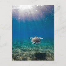 Turtle underwater scene travel postcard