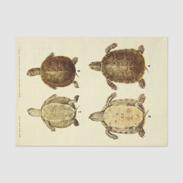 Turtle Vintage Ephemera Decoupage Tissue Paper (Front)
