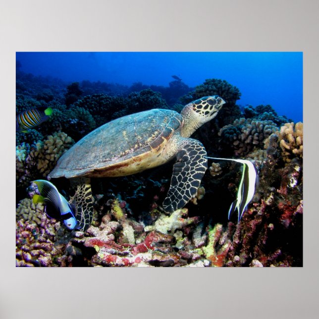 Turtle with Fish Poster (Front)
