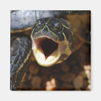 Turtle with Mouth Open Magnet