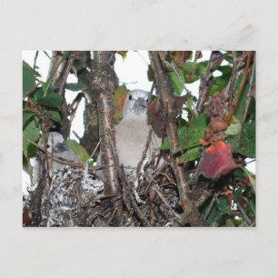 Turtledove Postcard