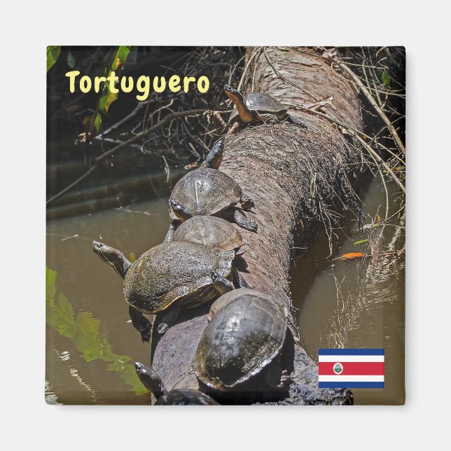 Turtles at Tortuguero National Park - Costa Rica Magnet (Front)
