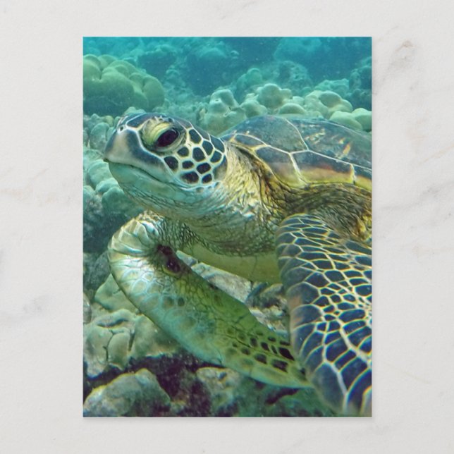 Turtles in Hawaii Postcard (Front)